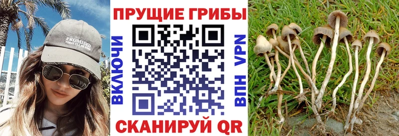 hydra ссылка  Перевоз  Псилоцибиновые грибы мицелий 